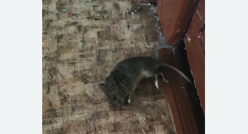 Дезинфекция от мышей в Ялуторовске